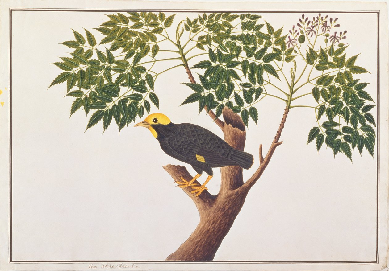 Myna dalla Cresta Dorata, da Disegni di Uccelli di Malacca, c.1805-18 da Chinese School