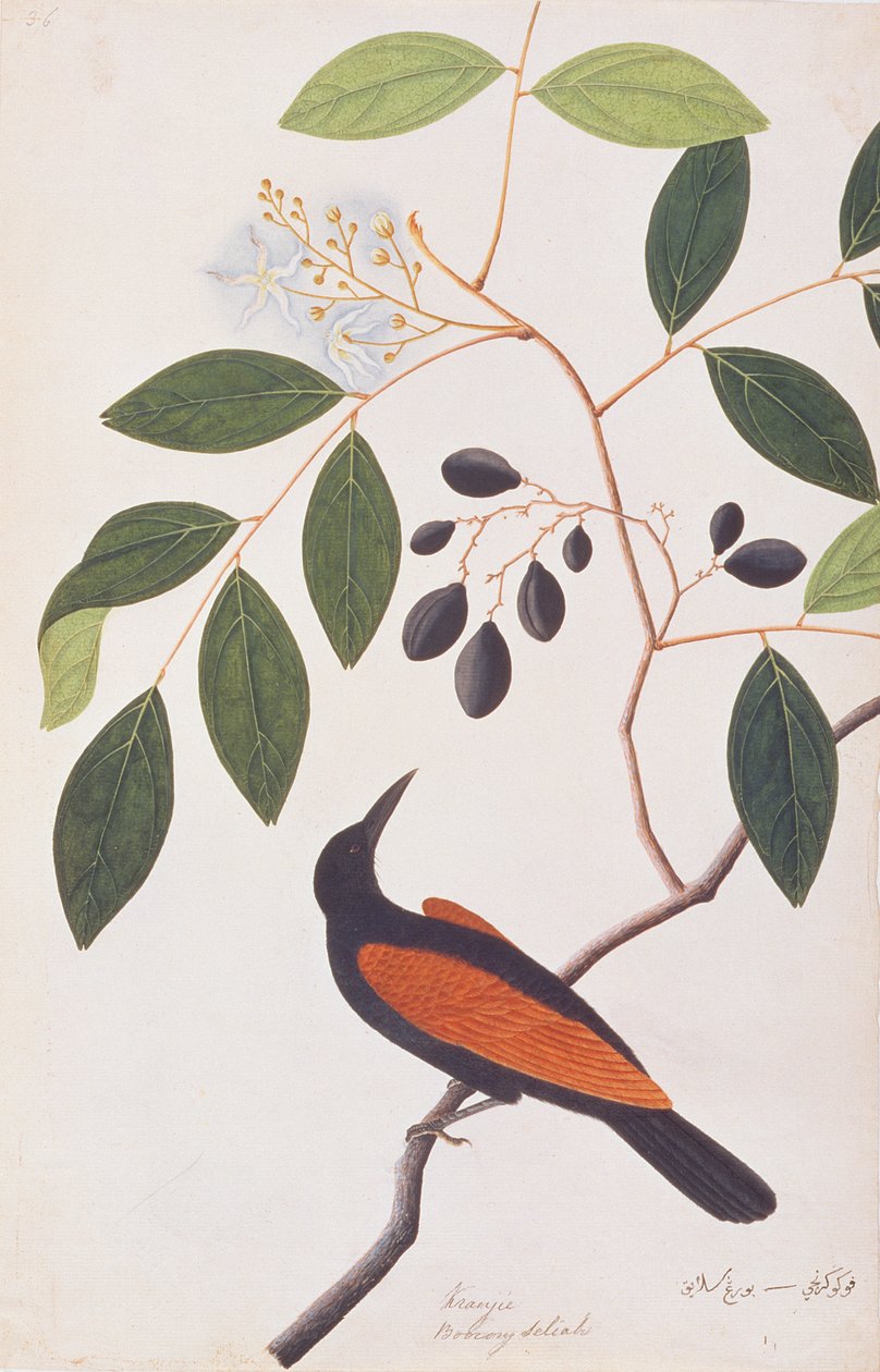Greater Coucal, da Disegni di Uccelli di Malacca, c.1805-18 da Chinese School
