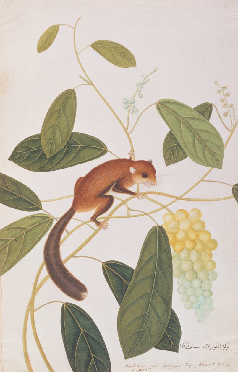 Scoiattolo volante dalle guance grigie, da Disegni di animali, insetti e rettili di Malacca, c.1805-18 da Chinese School