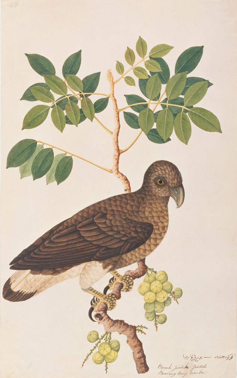 Aquila Pescatrice dalla Testa Grigia, da Disegni di Uccelli di Malacca, c.1805-18 da Chinese School