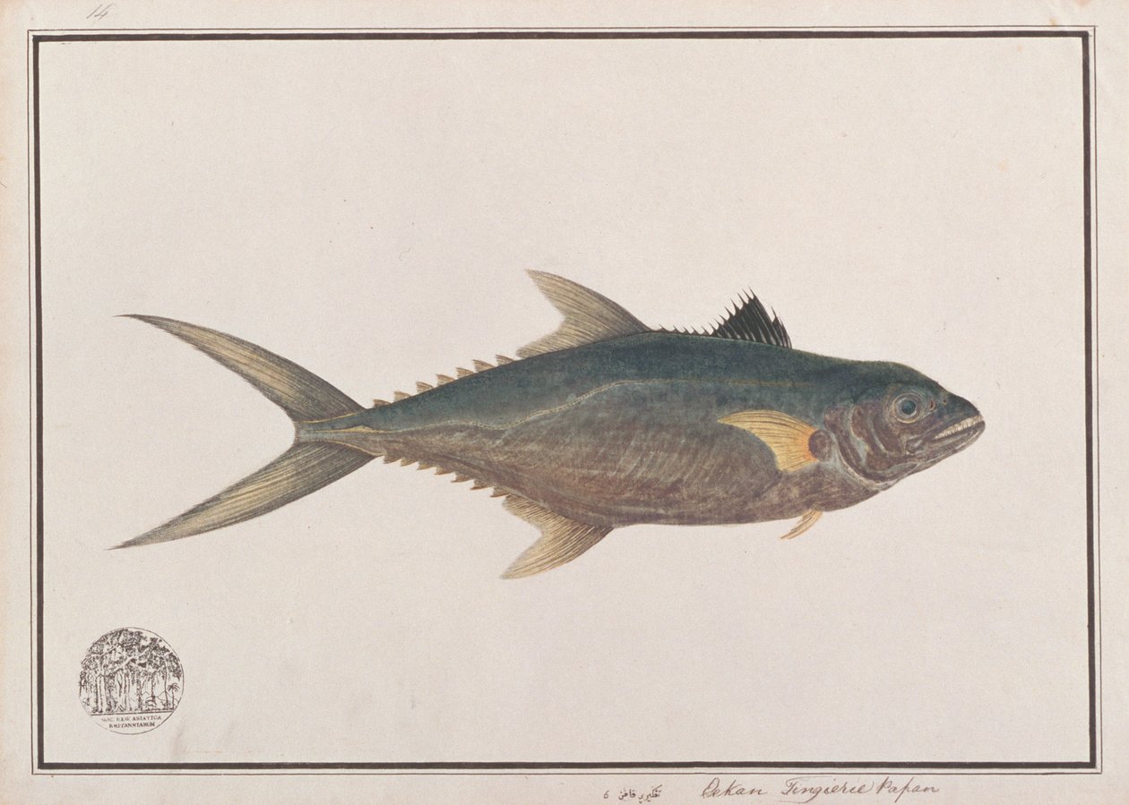 Sgombro reale indo-pacifico, da Disegni di pesci di Malacca, c.1805-18 da Chinese School