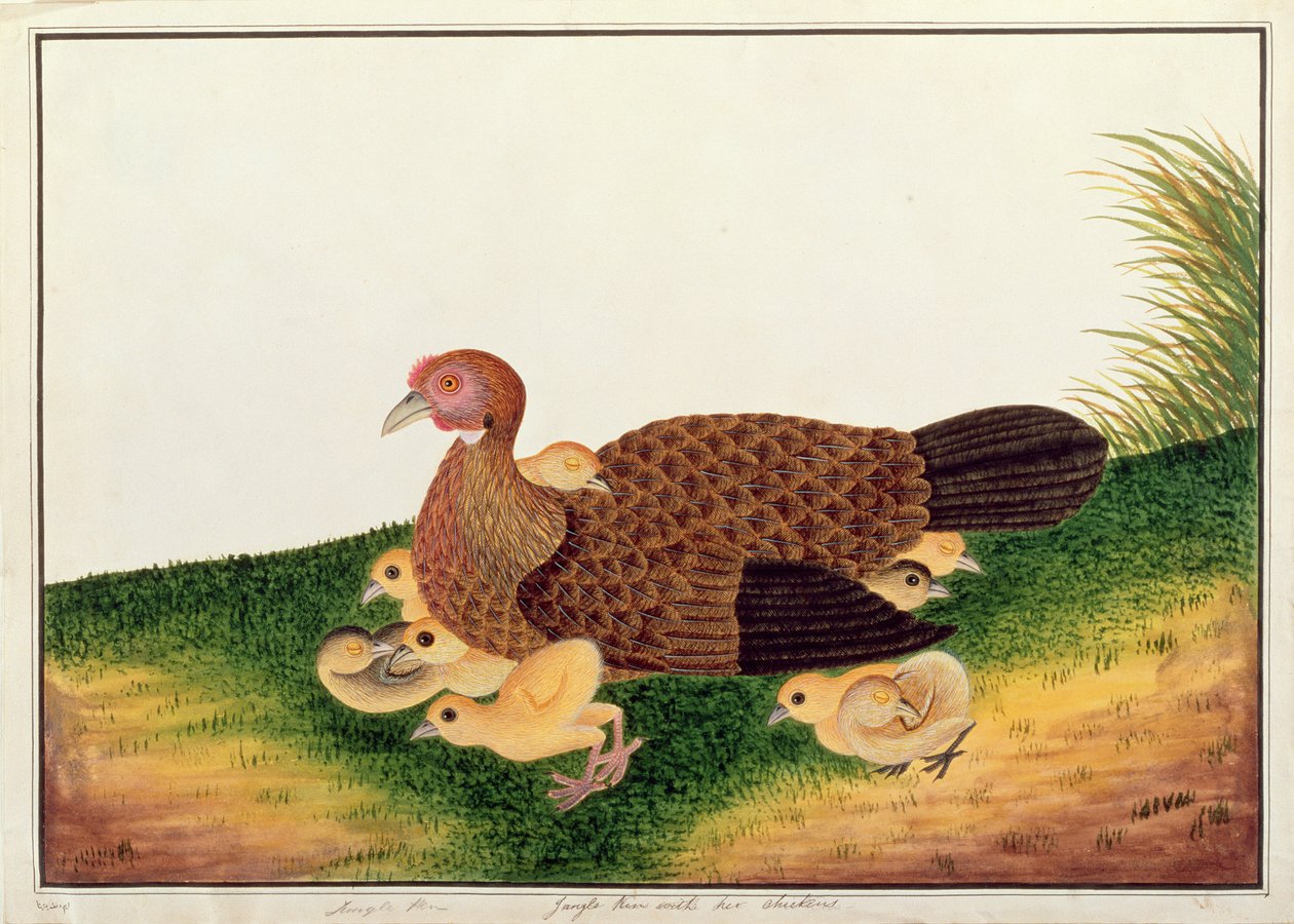 Gallina Jangle con i suoi pulcini, da Disegni di uccelli di Malacca, c.1805-18 da Chinese School