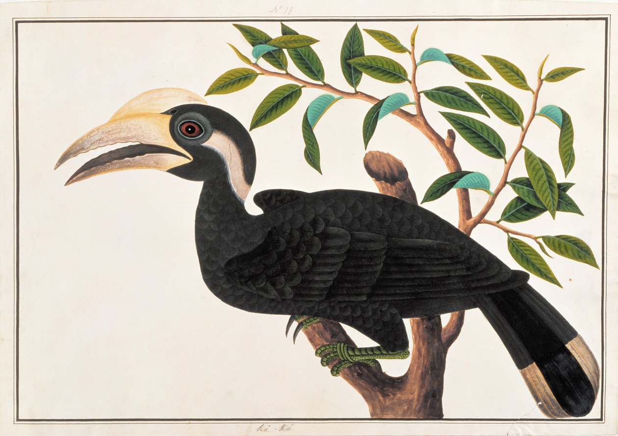 Ke-ke, da Disegni di uccelli di Malacca, c.1805-18 da Chinese School