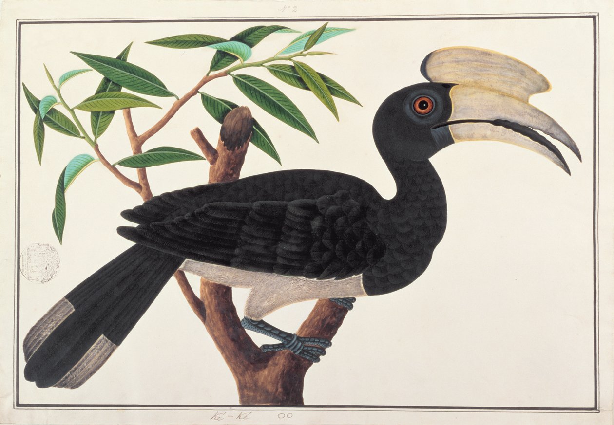 Ke-ke, da Disegni di uccelli di Malacca, c.1805-18 da Chinese School