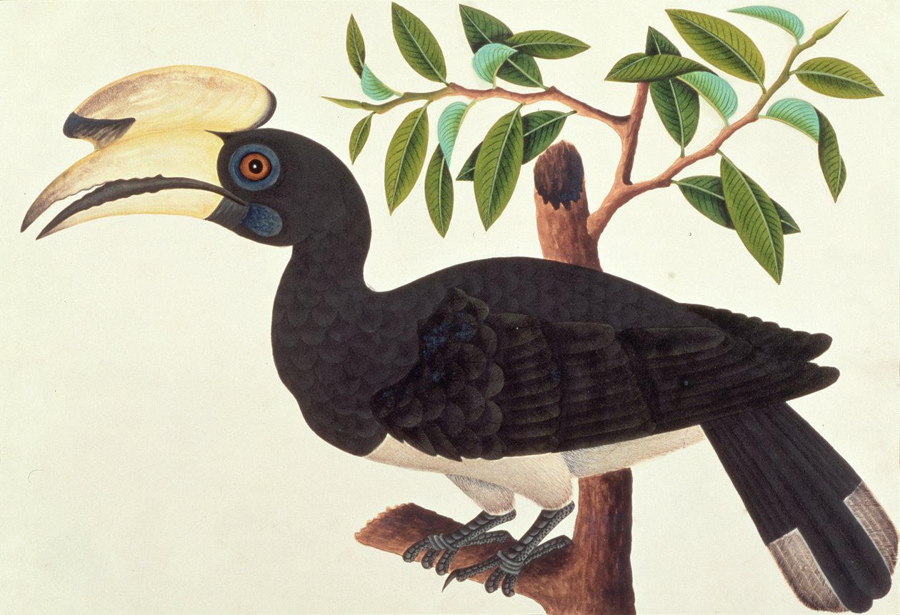 Ke-ke, da Disegni di uccelli di Malacca, c.1805-18 da Chinese School