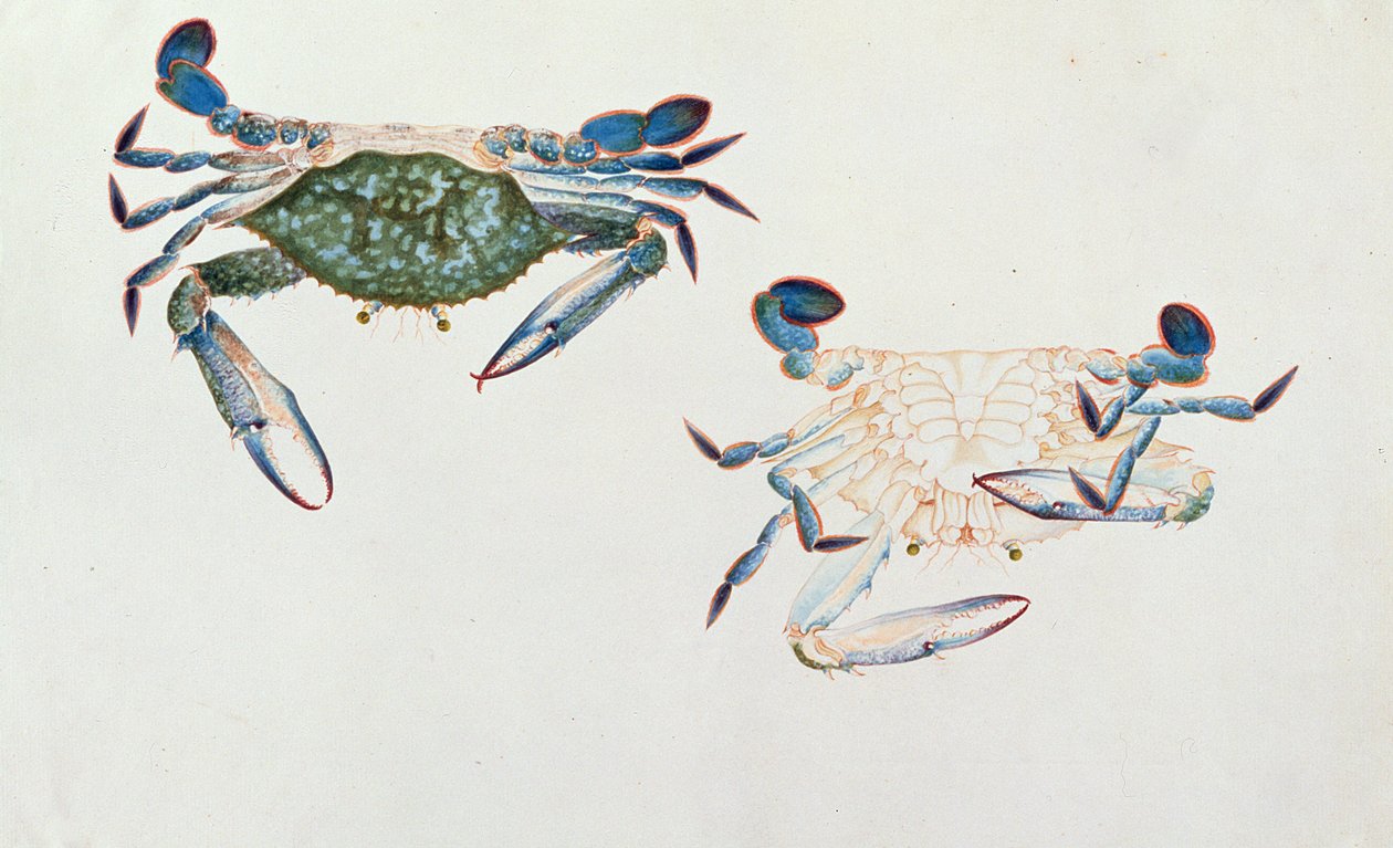 Ketam Rinyong, da Disegni di animali, insetti e rettili di Malacca, c.1805-18 da Chinese School