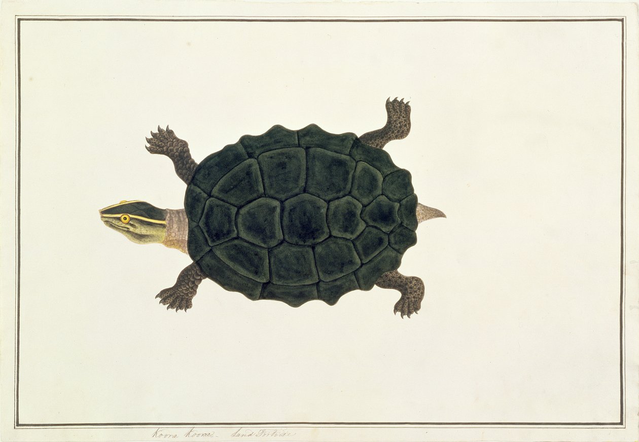 Tartaruga terrestre, Koora Koora, da Disegni di animali, insetti e rettili di Malacca, c.1805-18 da Chinese School