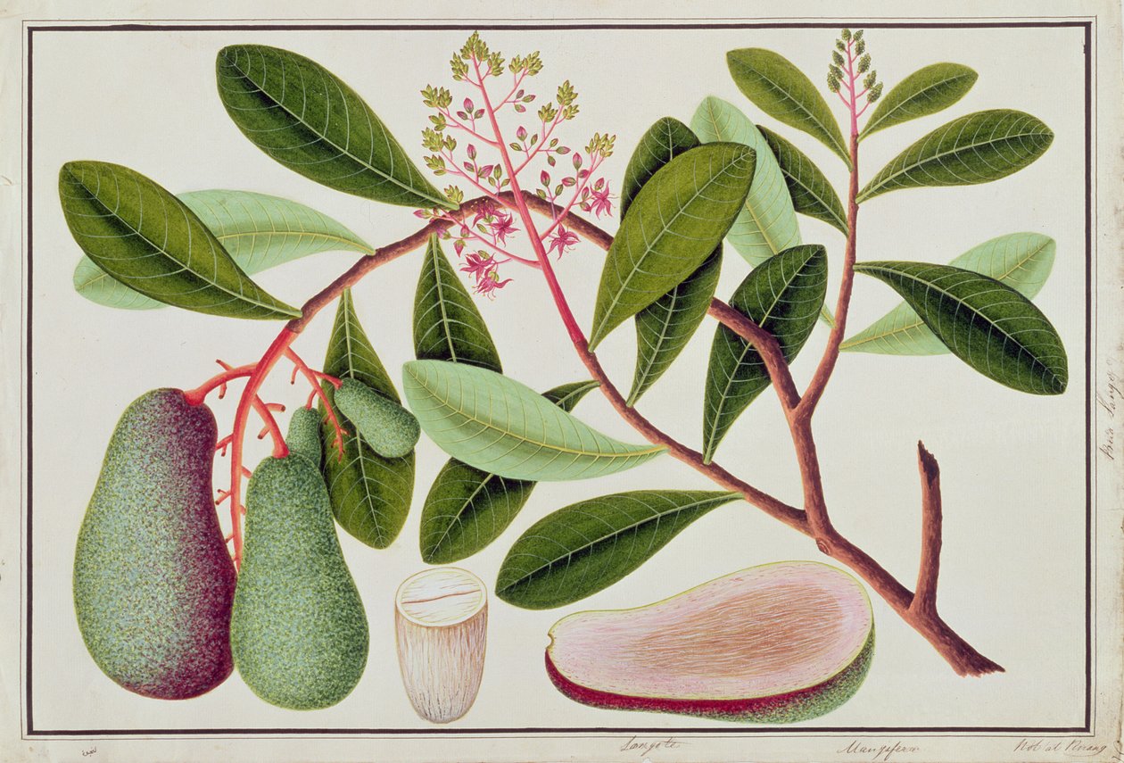 Langote o Mangifera, da Disegni di piante da Malacca, XIX secolo da Chinese School