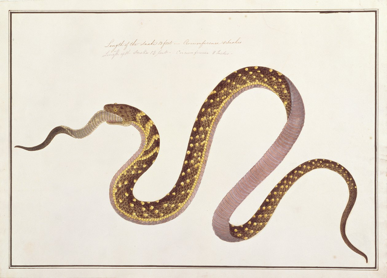 Grande serpente che mangia un altro, da Disegni di animali, insetti e rettili di Malacca, c.1805-18 da Chinese School
