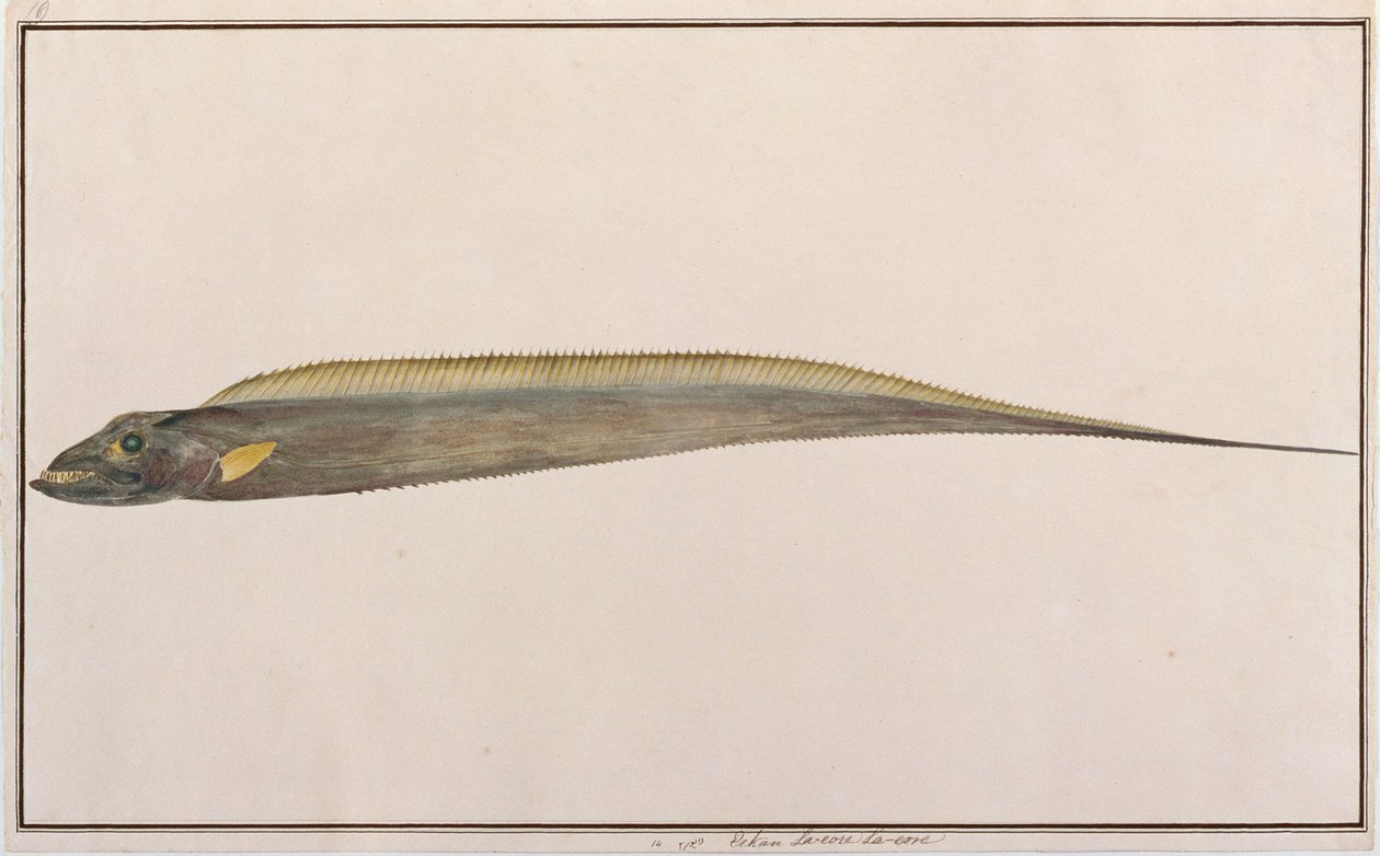 Pesce Sciabola Testa Grande, da Disegni di Pesci di Malacca, c.1805-18 da Chinese School