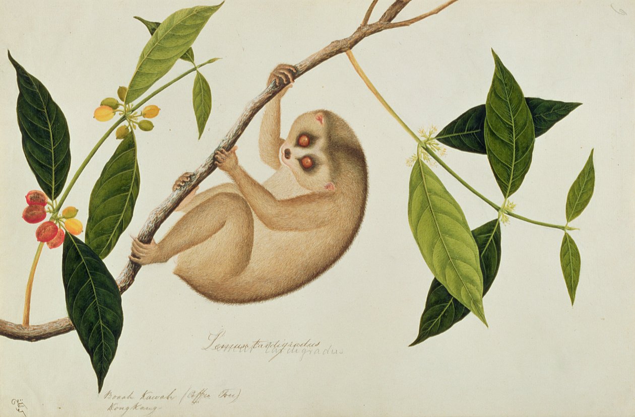 Lemur tardigradus, Booah Kawah (albero del caffè) Kong Kang, da Disegni di animali, insetti e rettili di Malacca, c.1805-18 da Chinese School