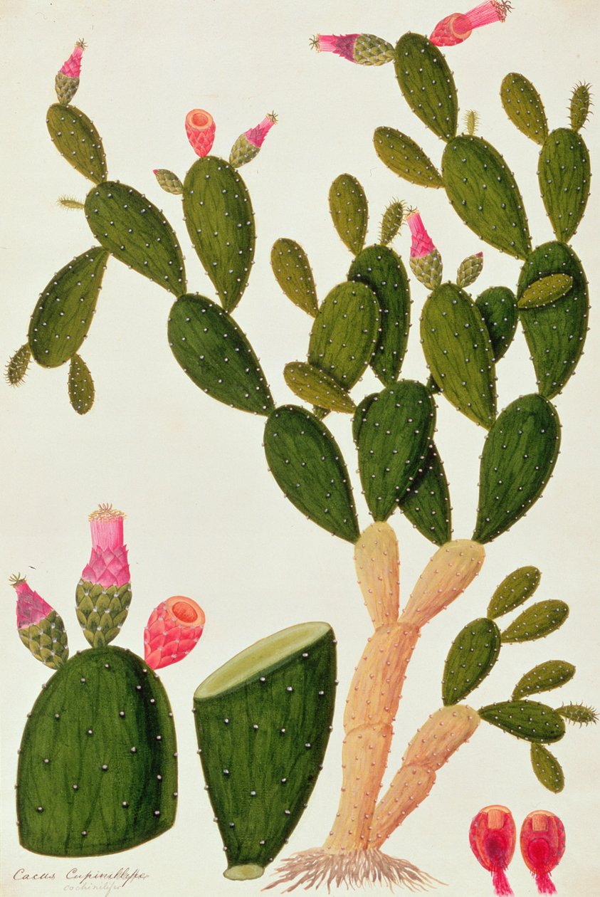 Liedah Badah, Cardasse Cochenille, da Disegni di Piante di Malacca, c.1805-18 da Chinese School