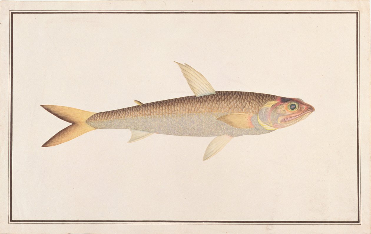 Pesce lucertola, da Disegni di pesci di Malacca, c.1805-18 da Chinese School