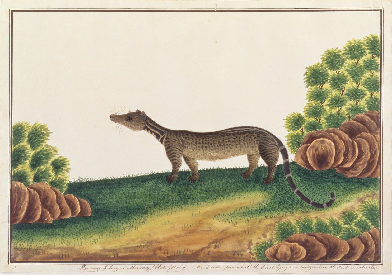 Zibetto malese, da Disegni di animali, insetti e rettili di Malacca, c.1805-18 da Chinese School