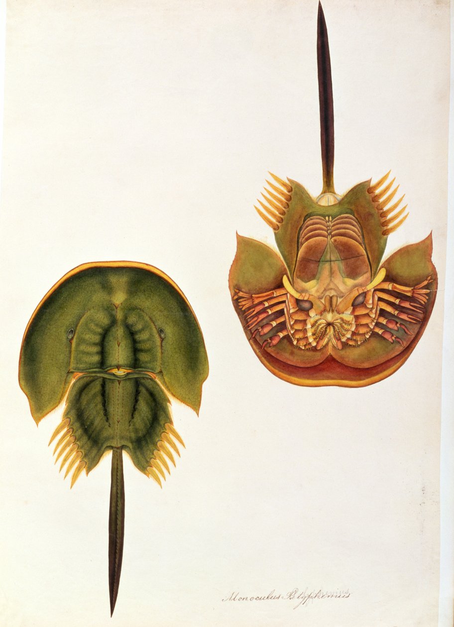 Monoculus Polyphemus, da Disegni di animali, insetti e rettili di Malacca, c.1805-18 da Chinese School