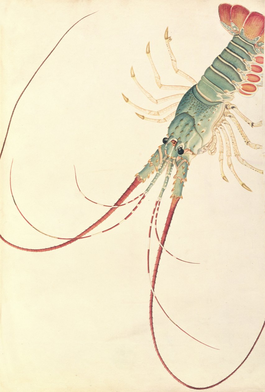 Oodang Katik la-ote, da Disegni di animali, insetti e rettili di Malacca, c.1805-18 da Chinese School