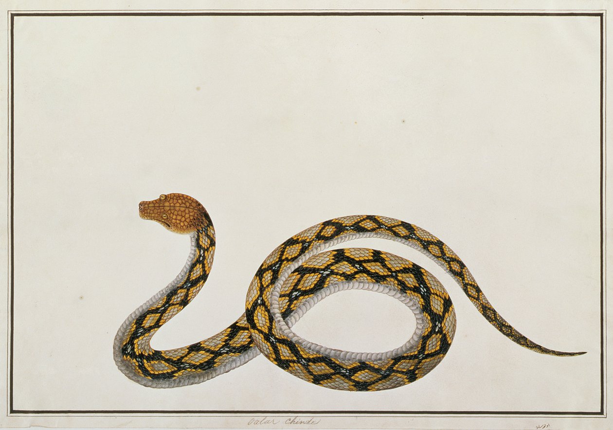 Oolur Chinde, da Disegni di animali, insetti e rettili di Malacca, c.1805-18 da Chinese School