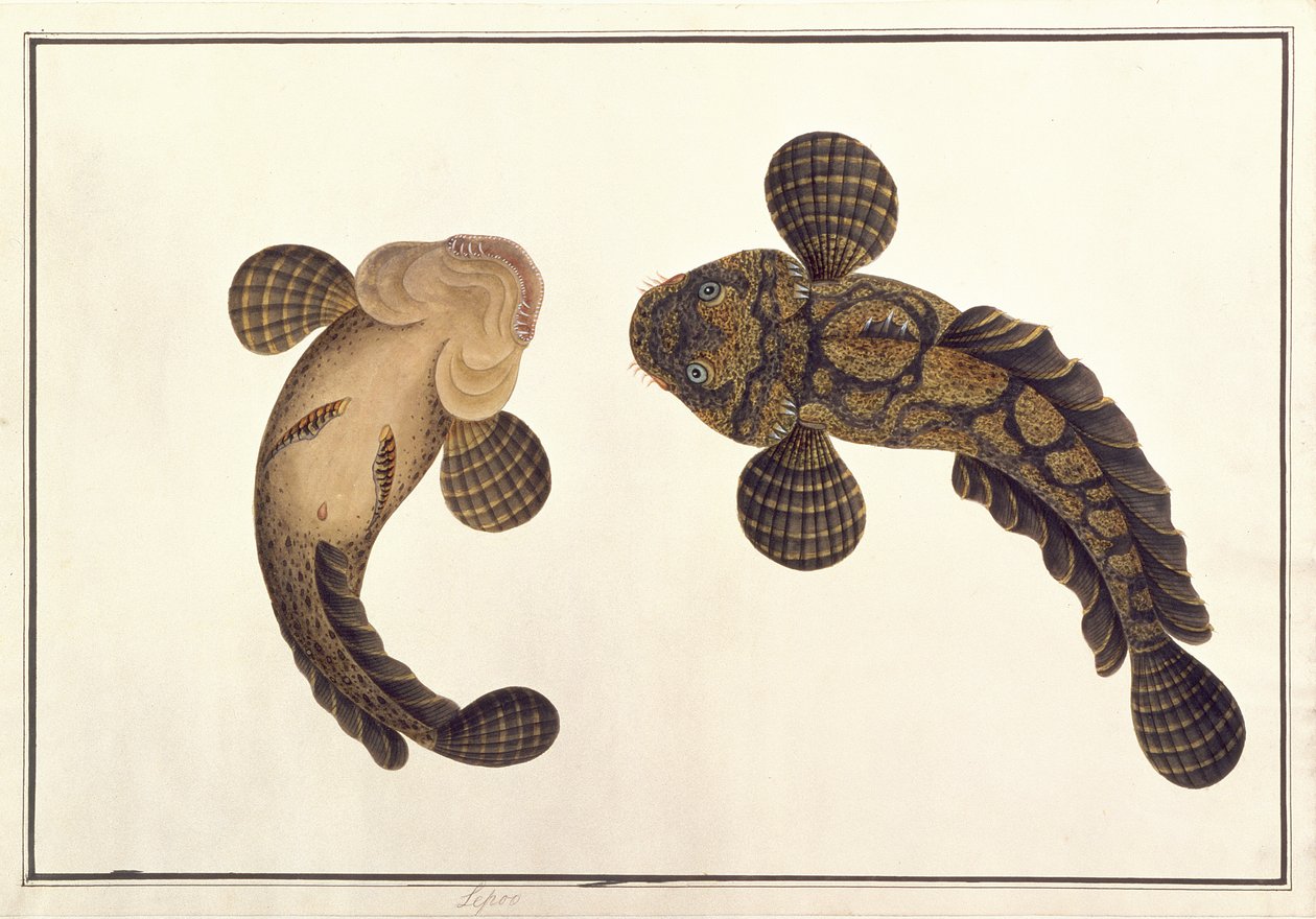 Oolur Sawa, da Disegni di animali, insetti e rettili di Malacca, c.1805-18 da Chinese School