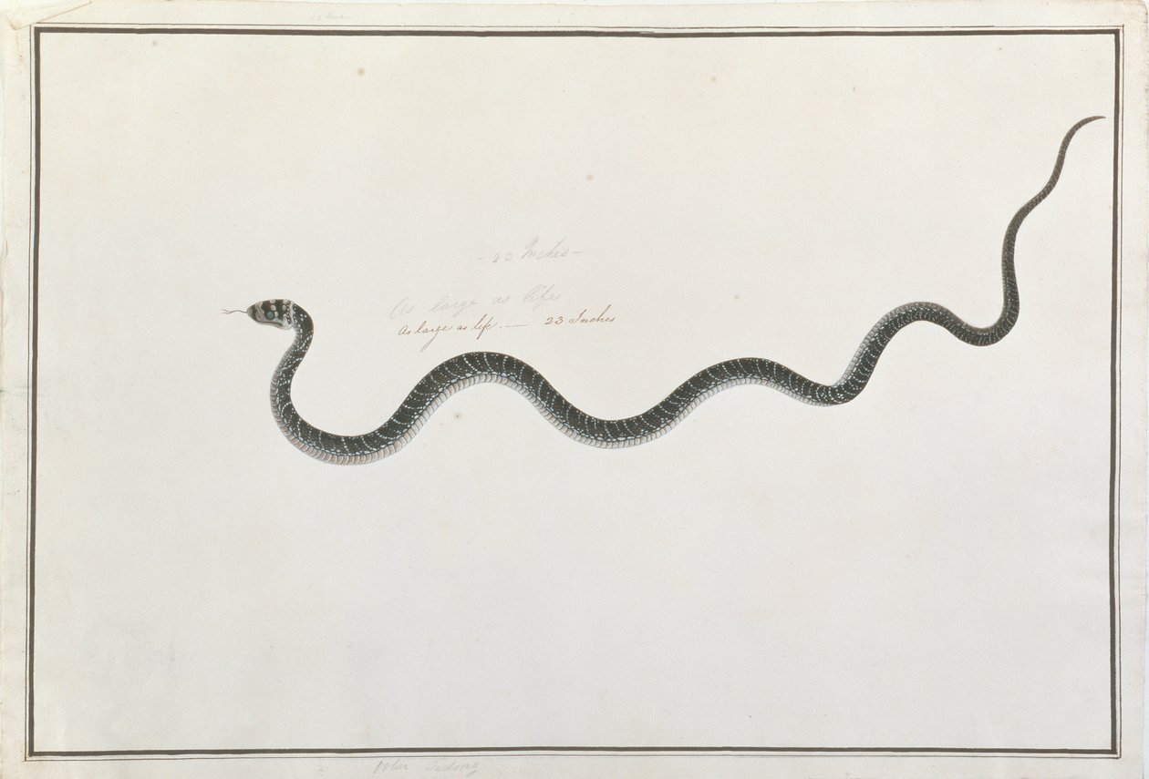 Oolur Tedong, da Disegni di animali, insetti e rettili di Malacca, c.1805-18 da Chinese School