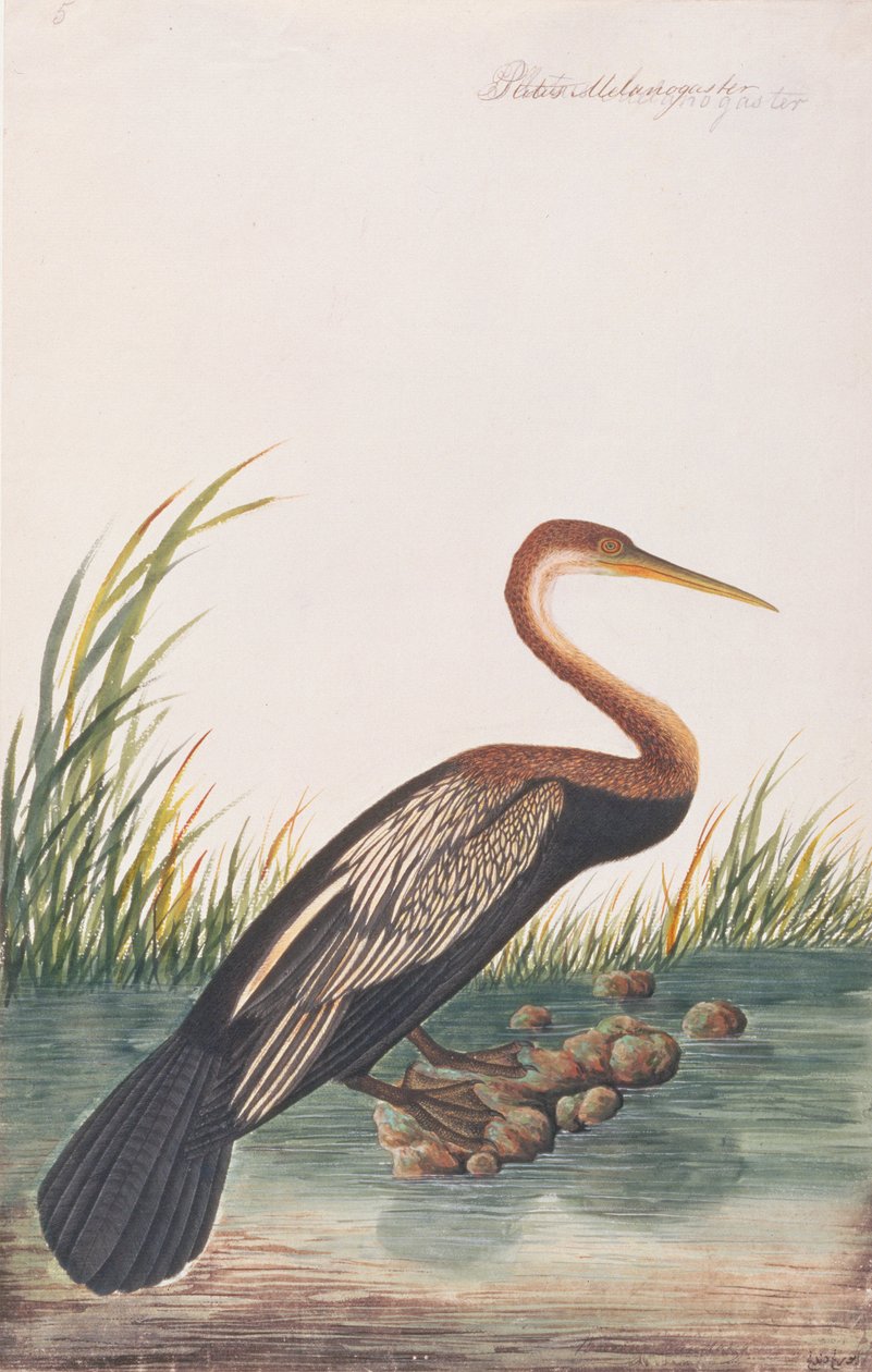 Darter Orientale, da Disegni di Uccelli di Malacca, c.1805-18 da Chinese School