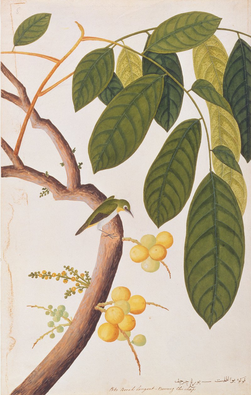 Occhio Bianco Orientale, da Disegni di Uccelli di Malacca, c.1805-18 da Chinese School
