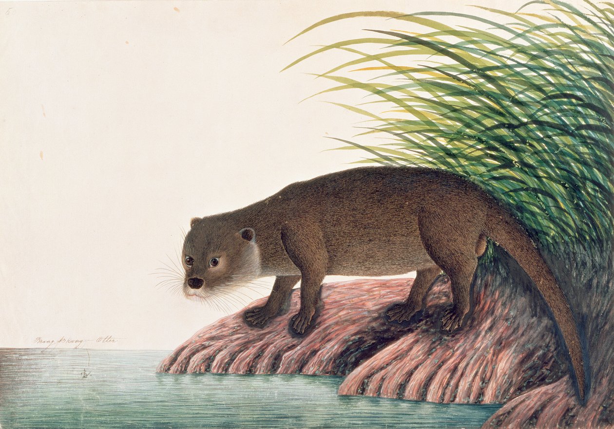 Lontra, Brang-Brang, da Disegni di animali, insetti e rettili di Malacca, c.1805-18 da Chinese School