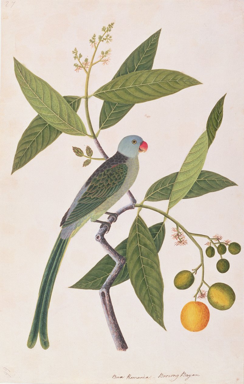 Parrocchetto, da Disegni di Uccelli di Malacca, c.1805-18 da Chinese School