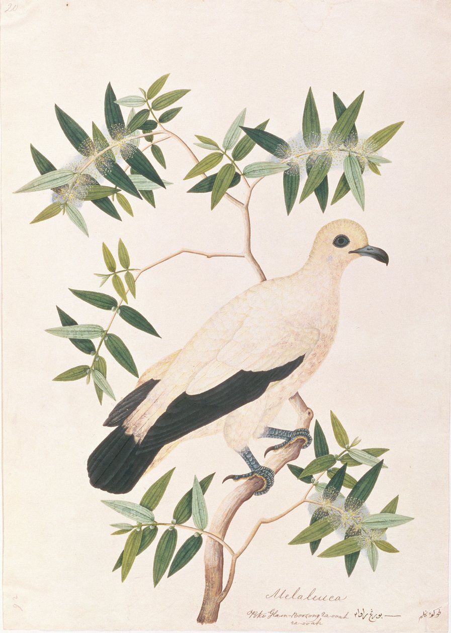Piccione Imperiale Bicolore, da Disegni di Uccelli di Malacca, c.1805-18 da Chinese School