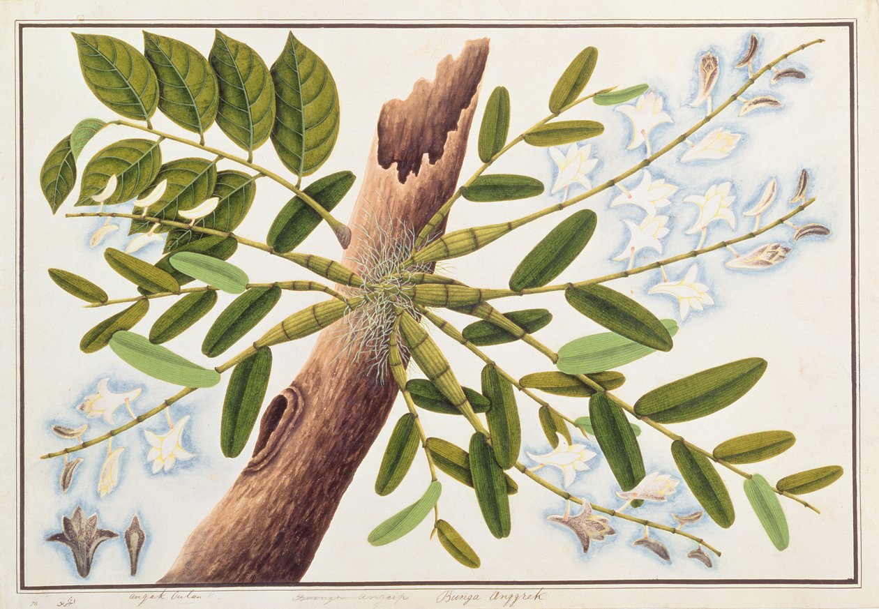 Orchidea Pigeon, da Disegni di Piante di Malacca, c.1805-18 da Chinese School