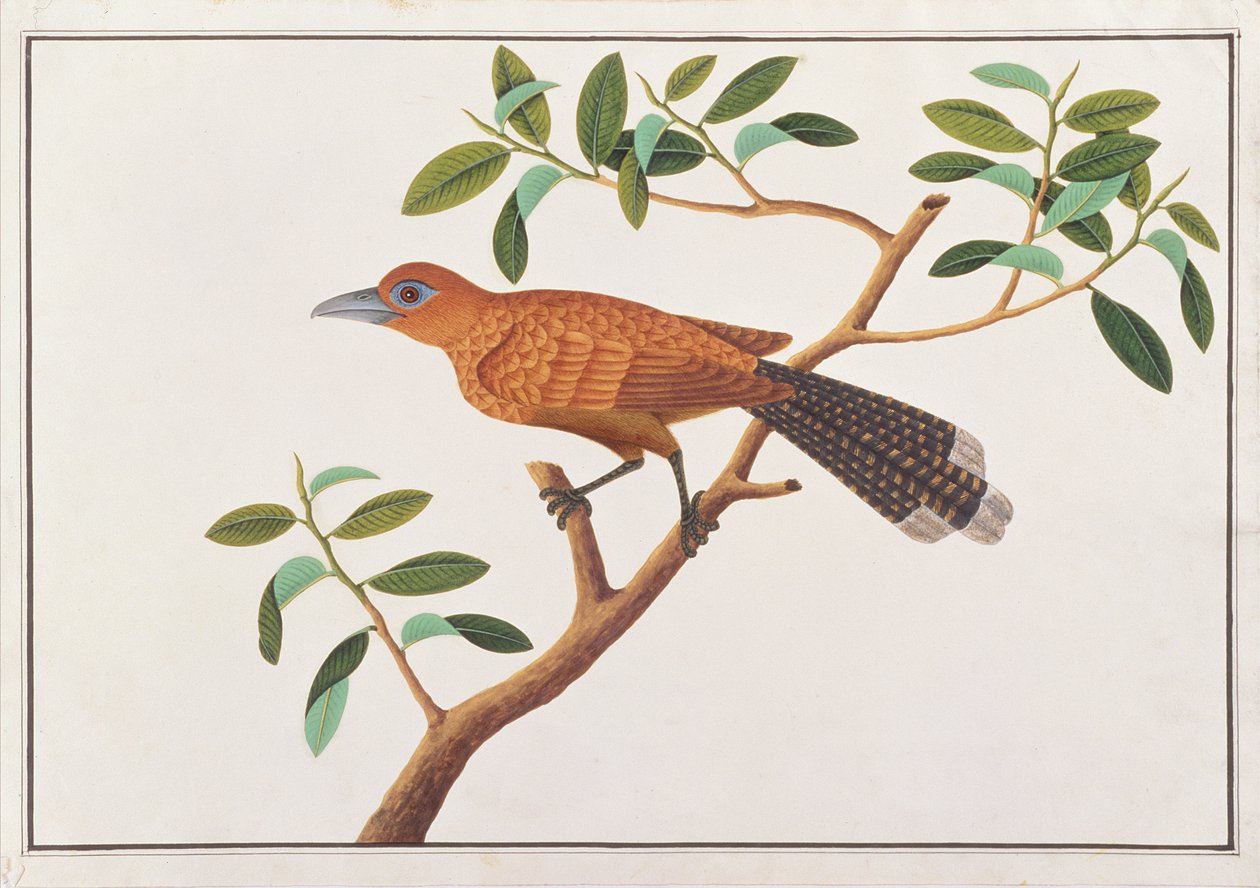 Malkoha di Raffles, da Disegni di Uccelli di Malacca, c.1805-18 da Chinese School