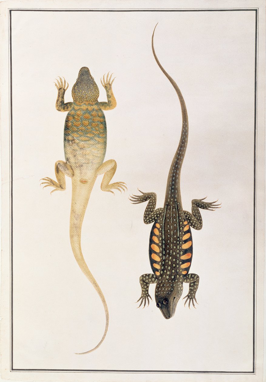 Rettili, da Disegni di animali, insetti e rettili di Malacca, c.1805-18 da Chinese School