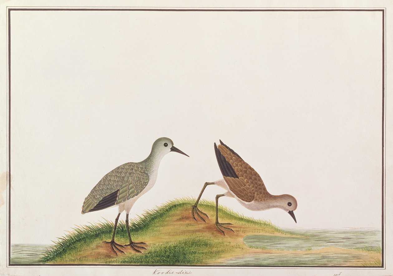 Piro piro, da Disegni di Uccelli di Malacca, c.1805-18 da Chinese School