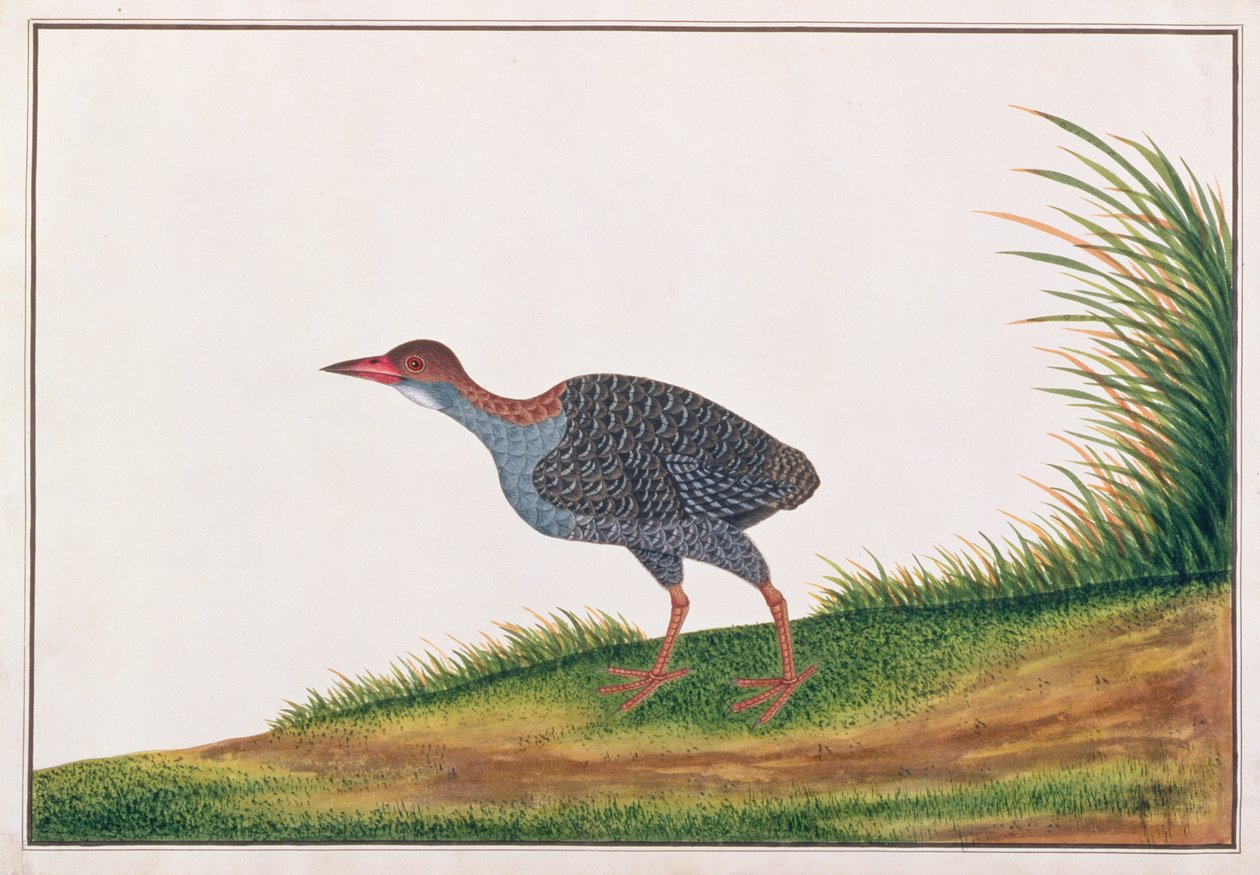 Rallo dal petto ardesia, da Disegni di Uccelli di Malacca, c.1805-18 da Chinese School