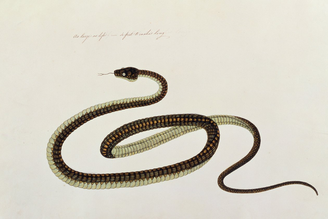Serpente, da Disegni di animali, insetti e rettili di Malacca, c.1805-18 da Chinese School
