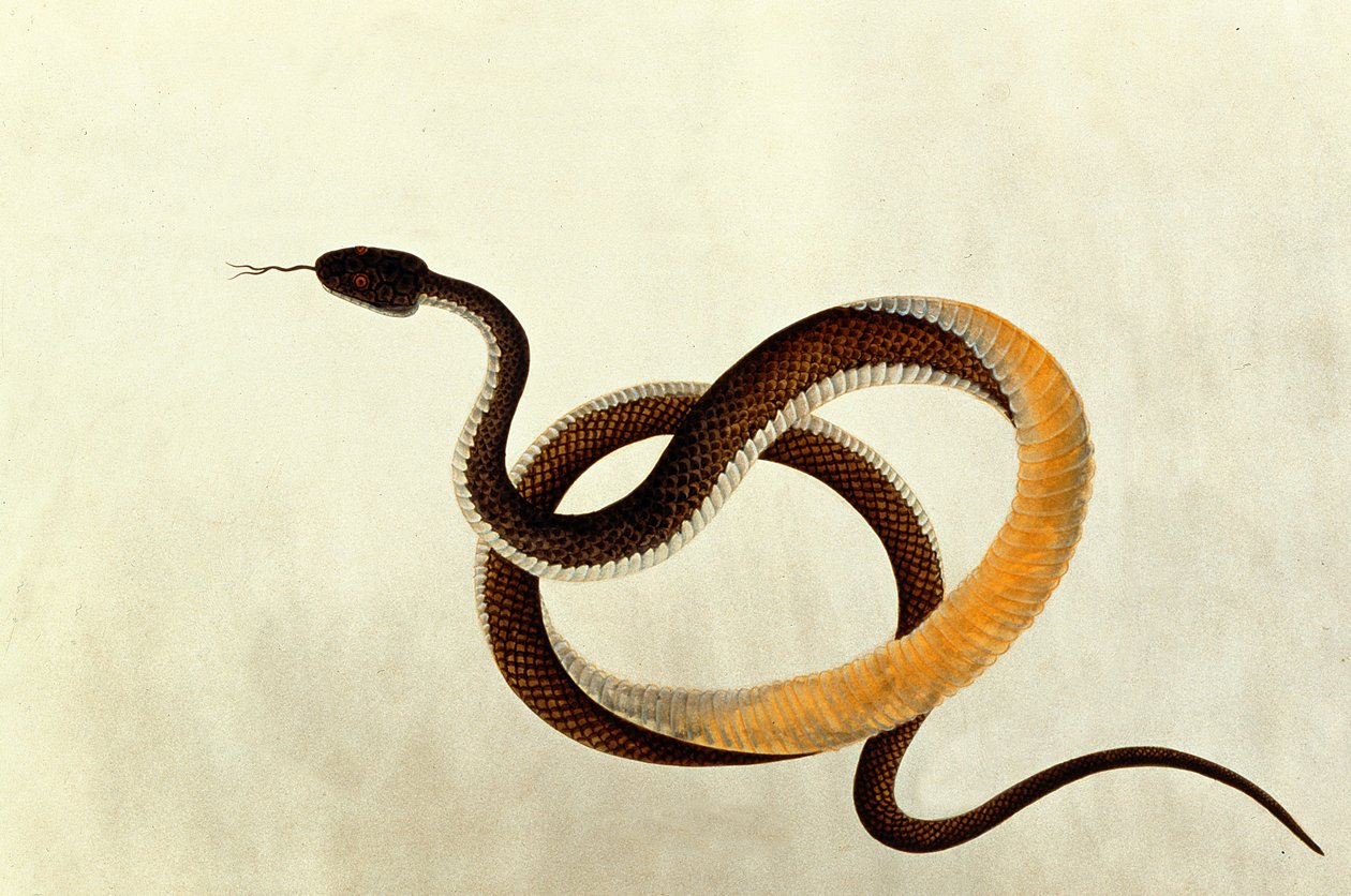 Serpente, da Disegni di animali, insetti e rettili di Malacca, 1805-18 da Chinese School