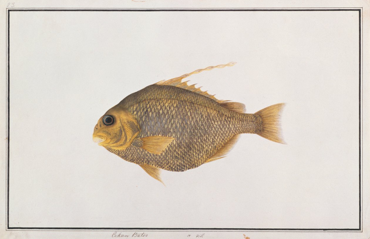 Pesce vanga, da Disegni di pesci di Malacca, c.1805-18 da Chinese School