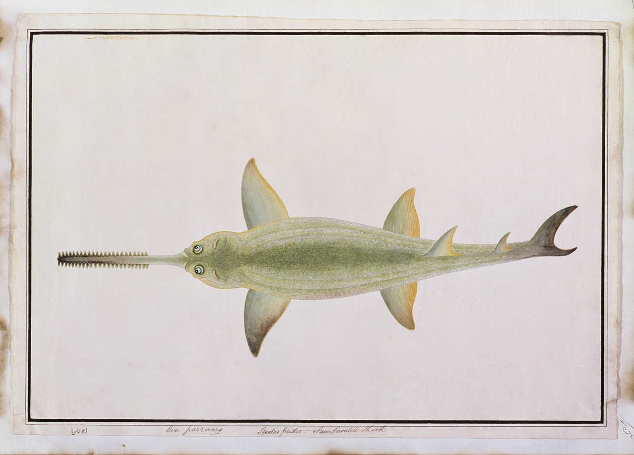 Squalo dal muso a spada, Eeu parrang, Squalus poristis, da Disegni di pesci di Malacca, c.1805-18 da Chinese School