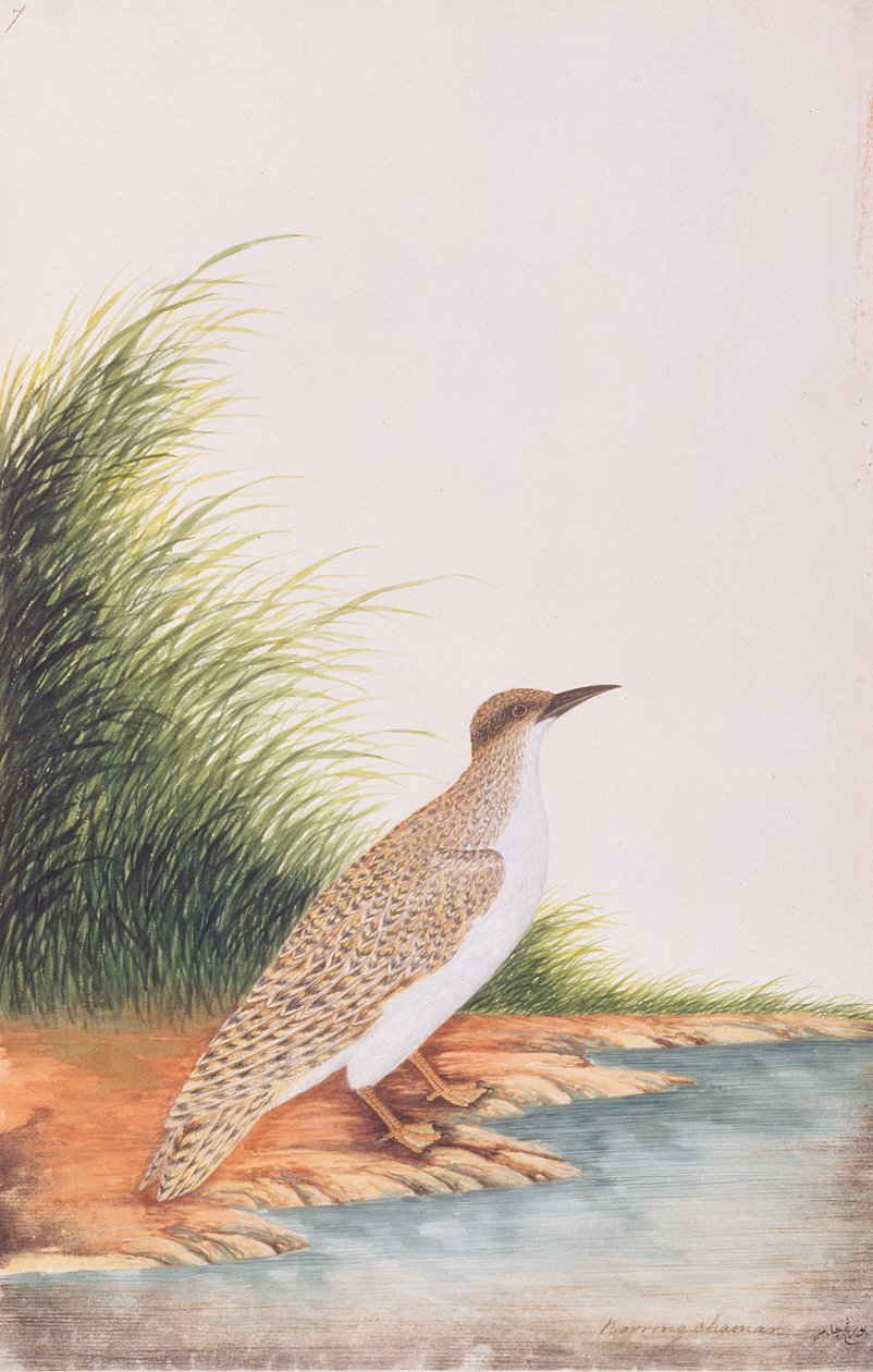 Sterna, da Disegni di Uccelli di Malacca, c.1805-18 da Chinese School