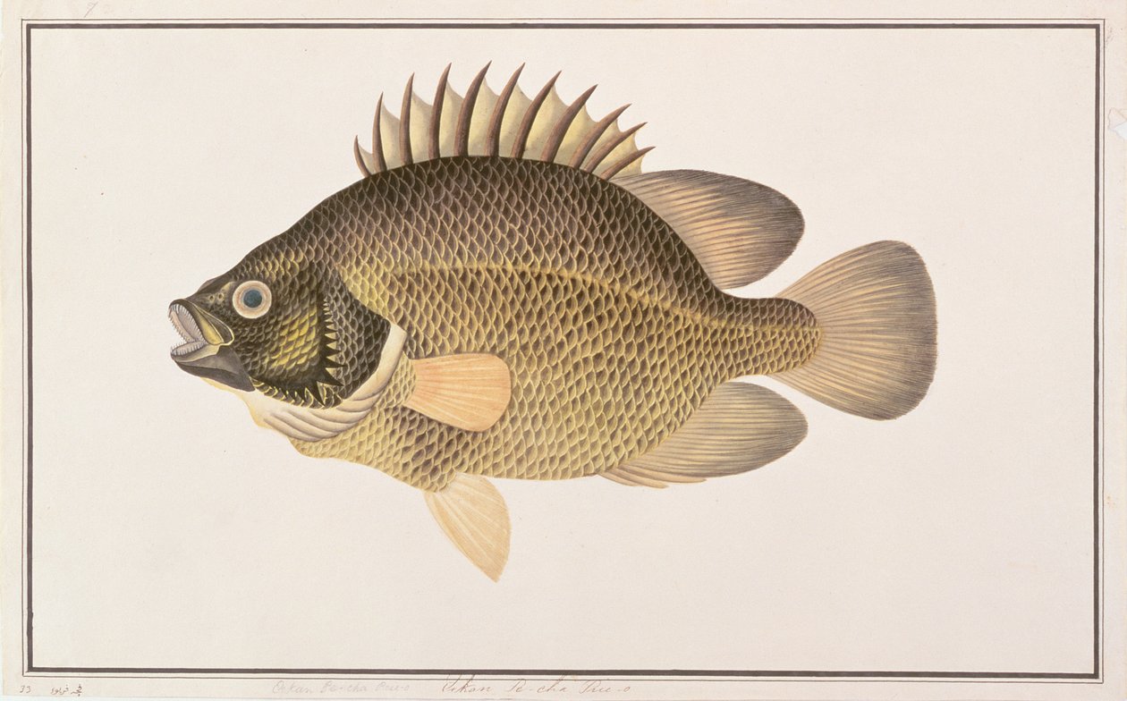 Pesce triplo, da Disegni di pesci di Malacca, c.1805-18 da Chinese School