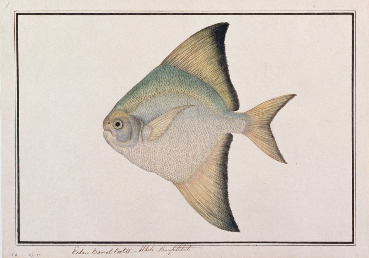 Pomfret bianco, da Disegni di pesci di Malacca, c.1805-18 da Chinese School