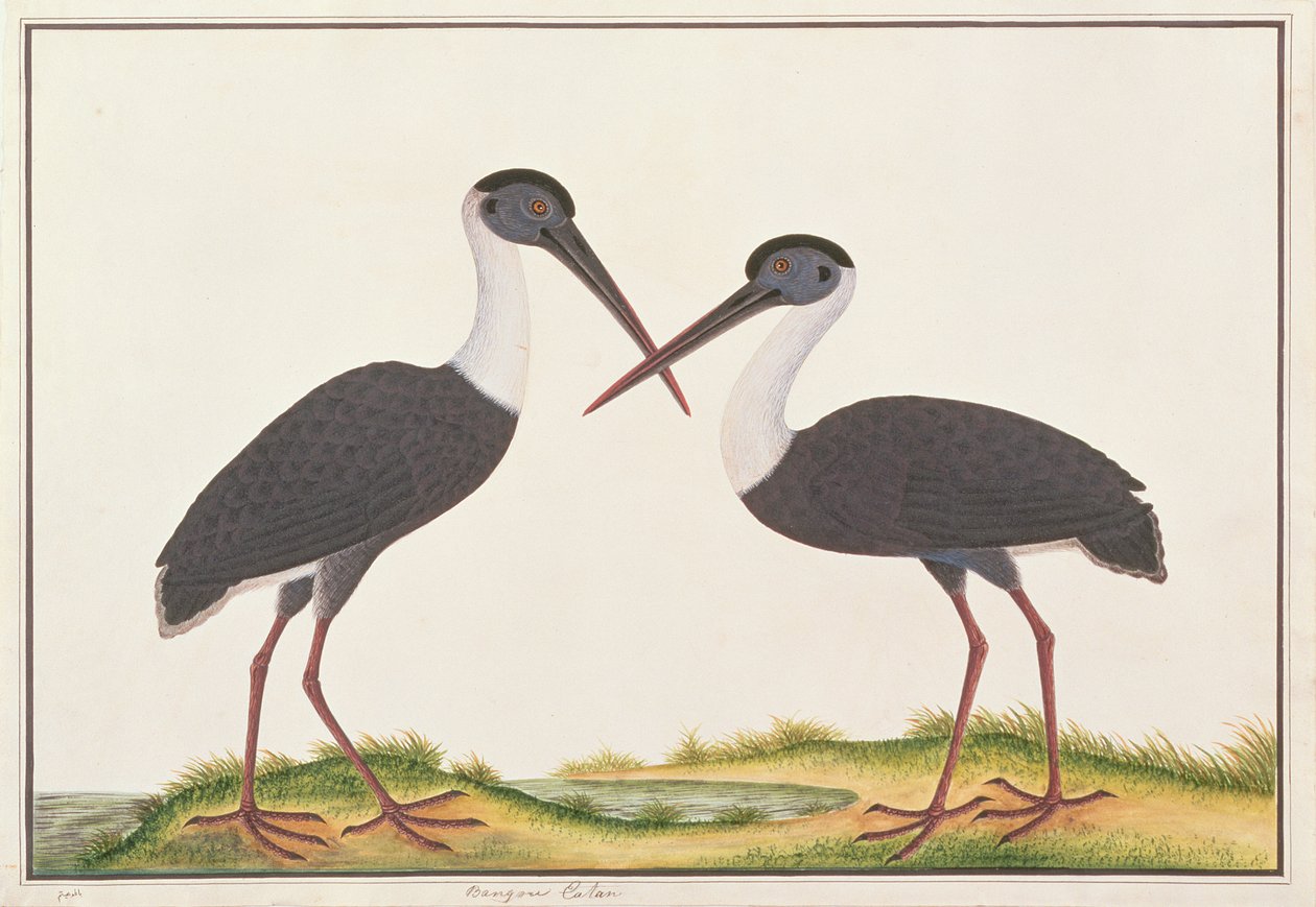 Cicogna dal collo lanoso, da Disegni di uccelli di Malacca, c.1805-18 da Chinese School