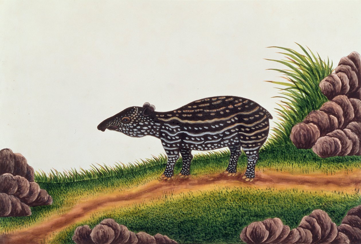 Giovane tapiro di Malacca, da Disegni di animali, insetti e rettili di Malacca, c.1805-18 da Chinese School