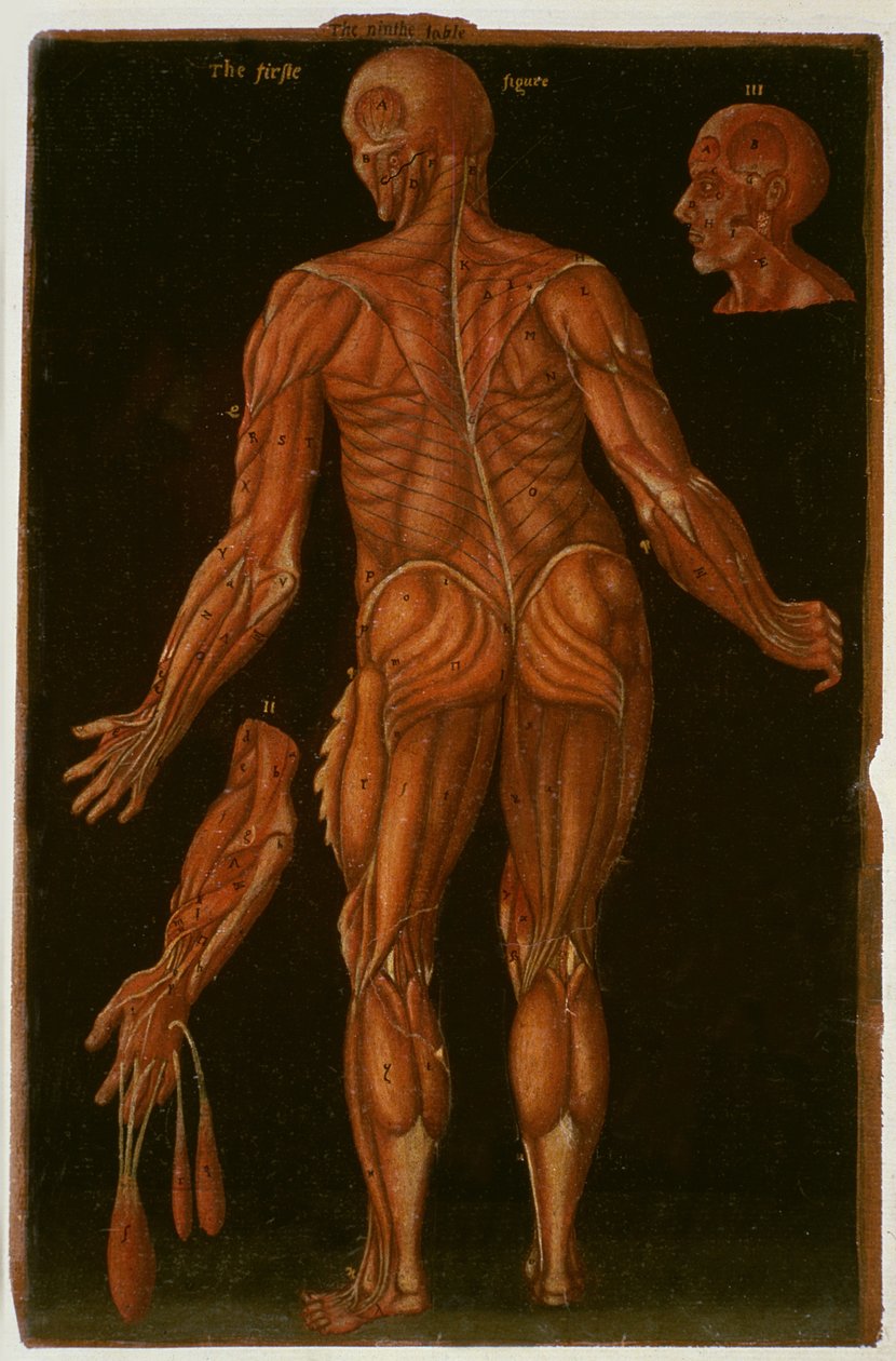 Ms Hunter 364 Tavola VIII Dissezione, c.1170, da Anatomical Tables, di John Banister (1540-1610) da English School