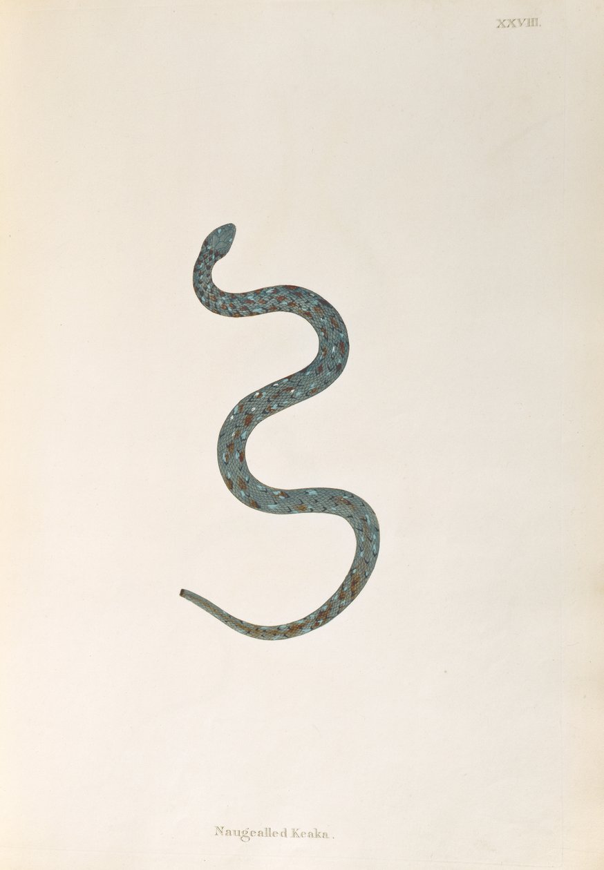 Serpente Naugealled Keaka da An Account of Indian Serpents raccolti dalla Costa di Coromandel di Patrick Russell, Londra, 1796 da English School