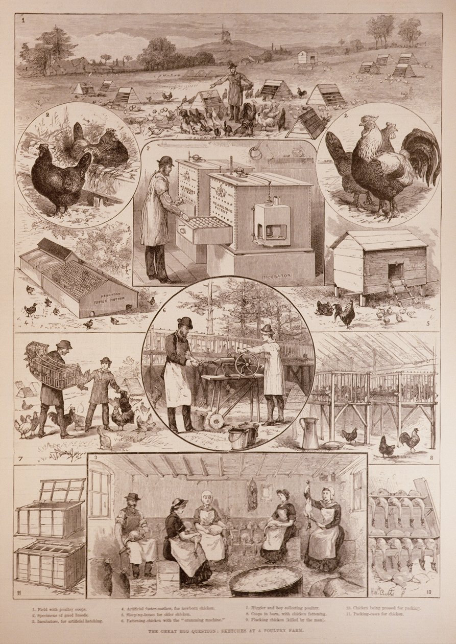 La grande questione delle uova: schizzi in un allevamento di polli, da The Illustrated London News, 2 aprile 1887 da English School