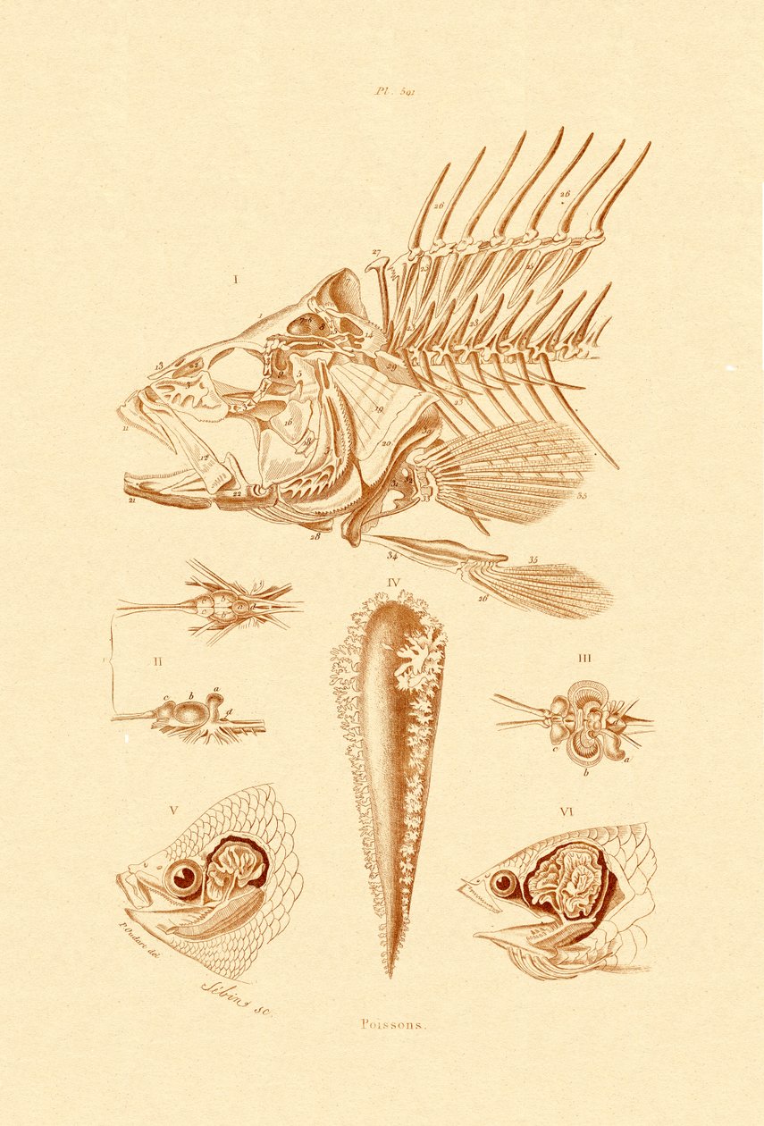 Pesce da French School