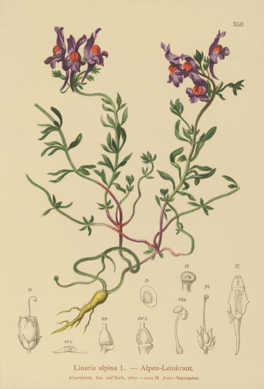 Linaria alpina da German School