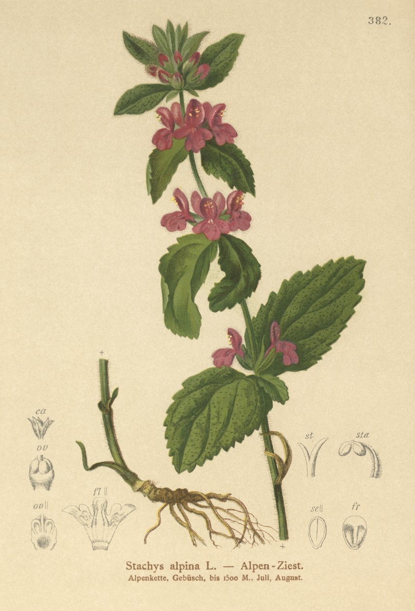 Betonica alpina (Stachys alpina) da German School