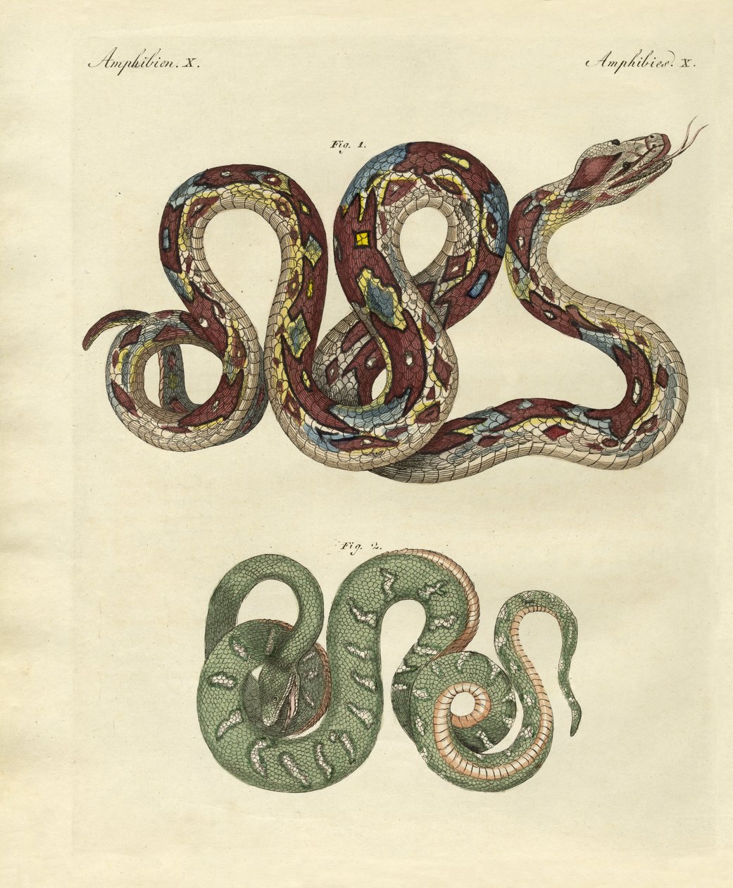 Serpente terribile da German School