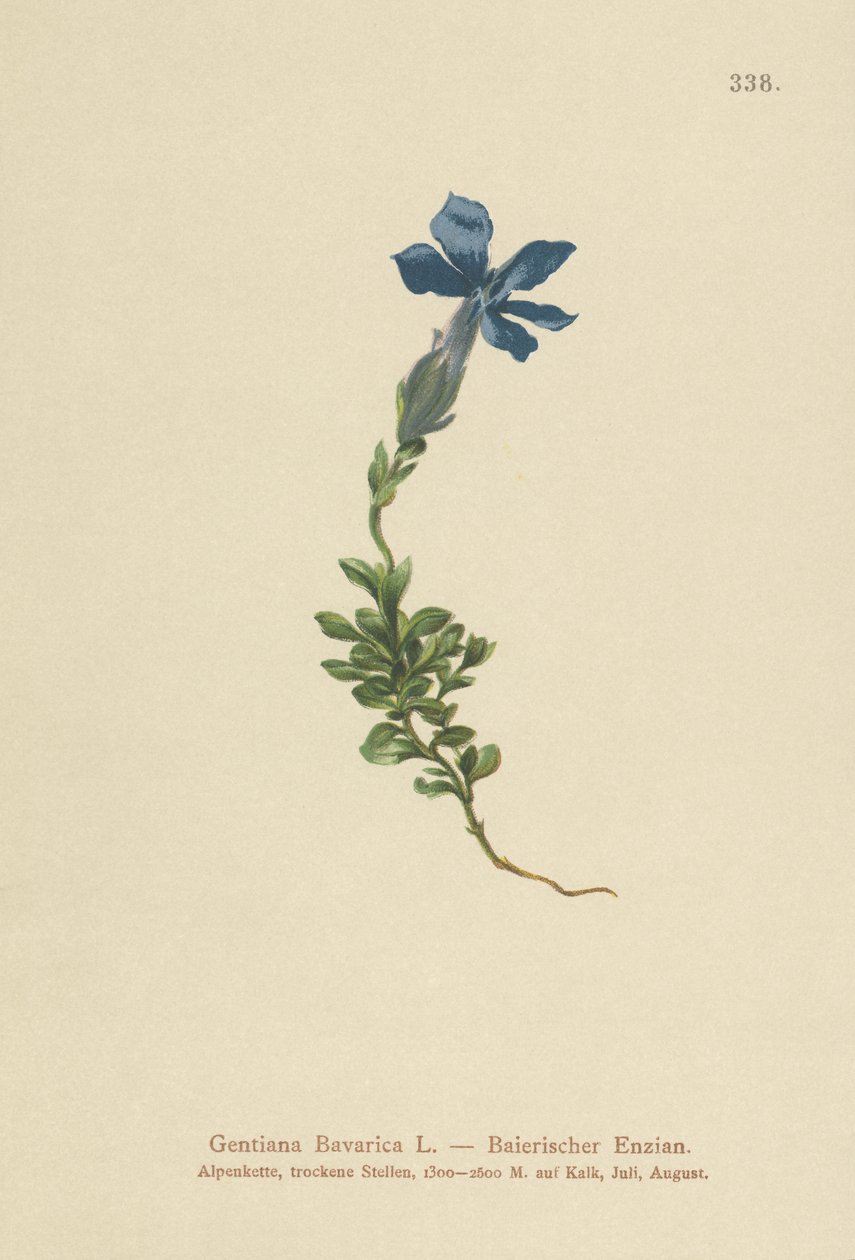 Genziana bavarese (Gentiana Bavarica) da German School